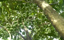 Đến năm 2020 chỉ trồng 10.000 ha cây mắc ca