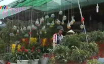 TP.HCM: Nhiều trái cây độc, lạ kén người mua dịp Tết
