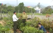 Quảng Ninh: Bảo tồn tại chỗ thành công nhiều cây dược liệu quý