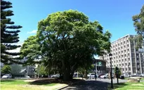 Sydney tặng 1.000 cây giống cho dân trồng khắp thành phố