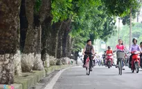 Hà Nội: Chặt hạ 5.000 cây cổ thụ để giảm ách tắc giao thông