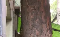 TP.HCM: Nhiều cây cổ thụ bị nhà dân chèn lấn