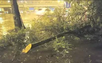 Gió xoáy bẻ gãy nhiều cây xanh ở Lào Cai, Sa Pa chuyển rét sâu