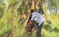 Trà Vinh: Hàng trăm cây dừa đột ngột chết