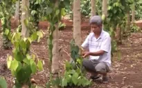 Bình Phước ngăn ngừa thu mua nông sản lạ