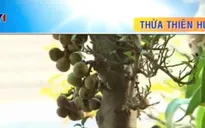 TT-Huế: Cây kiểng chưng Tết bị làm giả