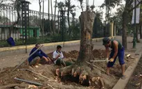 UBND TP Hà Nội thông tin về việc thay thế cây xanh