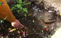 Trồng cây hữu nghị Việt - Nhật tại Đà Nẵng