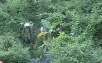Người dân Quảng Bình ồ ạt khai thác cây rừng