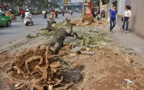 Hà Nội: Hàng nghìn cây xanh bị đốn hạ