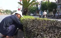 TT-Huế: Hàng loạt cây xanh chết khô vì bị đầu độc?