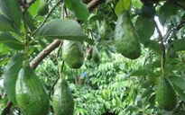 Đăk Lăk: Bơ chính vụ tăng giá