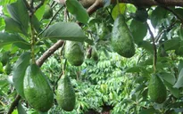 Nhà vườn Đăk Lăk phấn khởi vì bơ quả được mùa, được giá