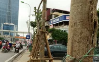 Bắt đầu thay thế cây xanh một số tuyến phố Hà Nội