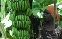 Hồi sinh ngành công nghiệp xuất khẩu chuối tại Somalia
