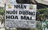 TP.HCM: Nhộn nhịp dịch vụ chăm sóc hoa Mai sau Tết