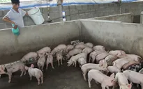 Người chăn nuôi với hội nhâp: Lo lắng nhưng vẫn bám nghề