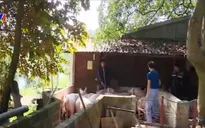 Ngành chăn nuôi cạnh tranh kém vì giá thành đắt