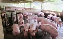Công bố 5 công ty sử dụng chất cấm trong chăn nuôi