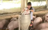 Sử dụng chất cấm ảnh hưởng lớn tới ngành chăn nuôi