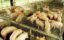 Nhiều hộ chăn nuôi lớn tại Đồng Nai sử dụng chất cấm