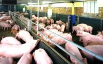 Người chăn nuôi lên án việc sử dụng chất cấm