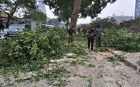 Hà Nội: Chặt hạ cây xanh do không đúng chủng loại cây đô thị