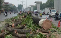 Sở Xây dựng Hà Nội trả lời báo chí 21 câu hỏi về dự án chặt cây xanh