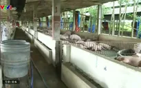 Phát hiện nhiều vi phạm về chất tạo nạc trong chăn nuôi