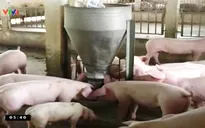 Dùng chất tạo nạc trong chăn nuôi heo là hành vi phạm pháp