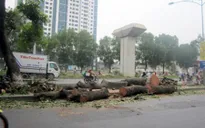 Hà Nội: Yêu cầu rà soát việc cải tạo, thay thế cây xanh