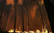Mỹ: Cháy rừng lan rộng tại bang Alaska