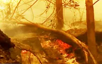 El Nino gây thiệt hại hơn 5 tỷ USD cho kinh tế Indonesia