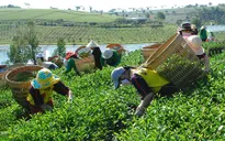 Ngành chè Lâm Đồng nói không với Fipronil