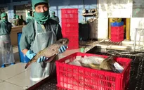 Tạm ngừng thu, mua cá nóc xuất khẩu