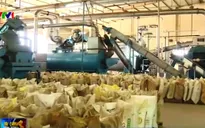 Bà Rịa - Vũng Tàu đóng cửa các nhà máy chế biến bột cá