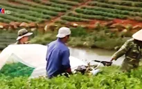 Người trồng chè Đà Lạt lỗ nặng vì thiếu đầu ra