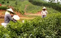 Người trồng chè Thái Nguyên ngóng chờ chỉ đạo trị bọ cánh tơ