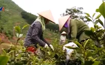 Thái Nguyên: Người trồng chè khó khăn vì bọ cánh tơ