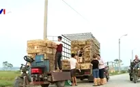 Chợ gà tự phát được địa phương hậu thuẫn?