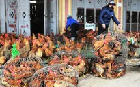 Sau Tết, giá gà thương phẩm vẫn cao