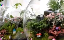 Dạo chợ hoa Tết ở Bắc Kinh, Trung Quốc