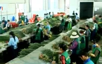 Đầu tư 164 tỷ đồng xây chợ hoa đầu mối Lâm Đồng