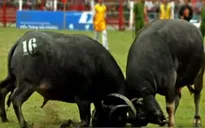 Mưa to, khán giả vẫn đổ về chung kết Chọi trâu Đồ Sơn 2015