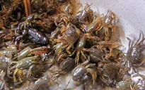 Nắng nóng, cua đồng tăng giá vẫn đắt khách