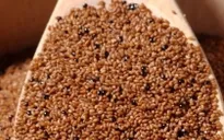 Hạt teff - siêu thực phẩm chống béo phì tại Ethiopia