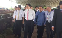 Chủ tịch nước thăm mô hình sản xuất nông nghiệp quy mô lớn