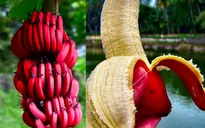 Độc đáo giống chuối đỏ của Australia