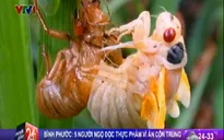 Bình Phước: 5 người ngộ độc vì ăn côn trùng
