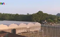 Đầu tư vào nông nghiệp công nghệ cao: Dễ hay khó?